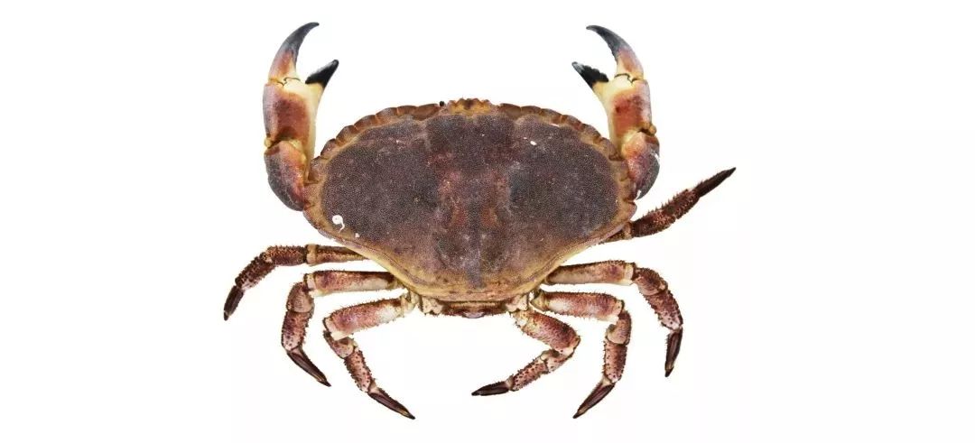 不认识这些海鲜，还敢说吃遍三亚？“三亚发布”能查海鲜限价哦～