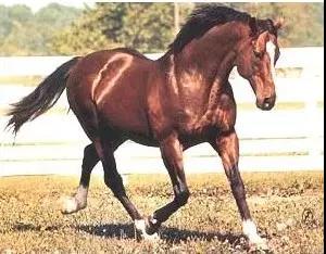 北方舞蹈家参赛视频,北方舞蹈家和伽利略