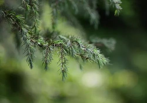 祖玛珑香水和圣罗兰哪个档次高,祖玛珑香水五件套