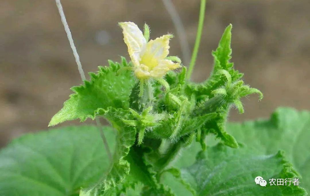 黄瓜得龙头疫病怎么治,黄瓜龙头出现问题