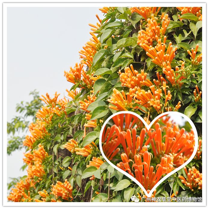 待春花烂漫赏樱花盛开,春花怒放等你来