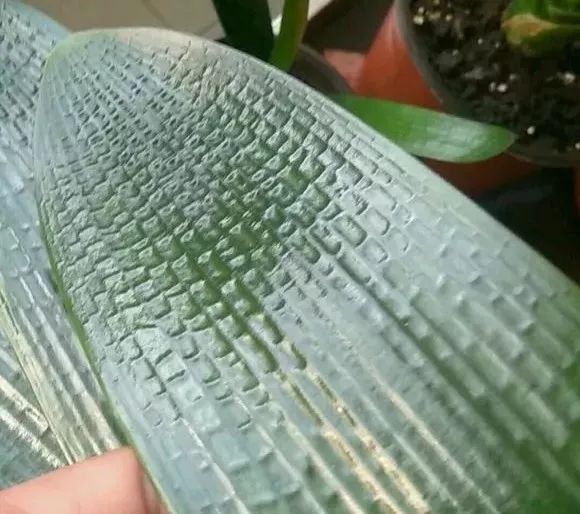 1个洋葱丢盆里，花朵砰砰开，一下能变2个头，省钱了！