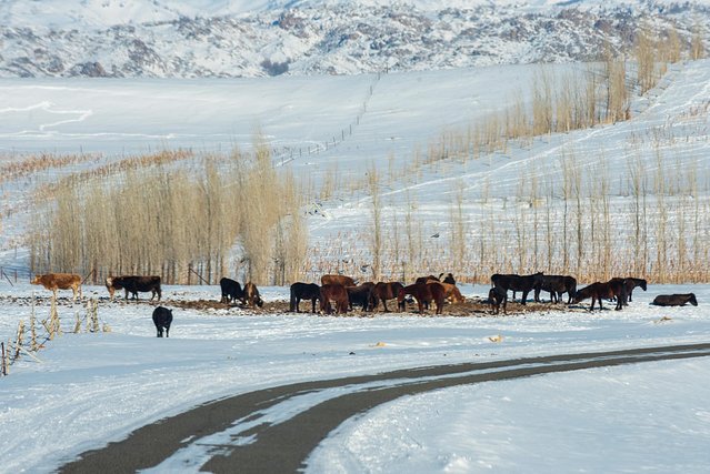 冬日喀纳斯,梦中的冰雪童话世界