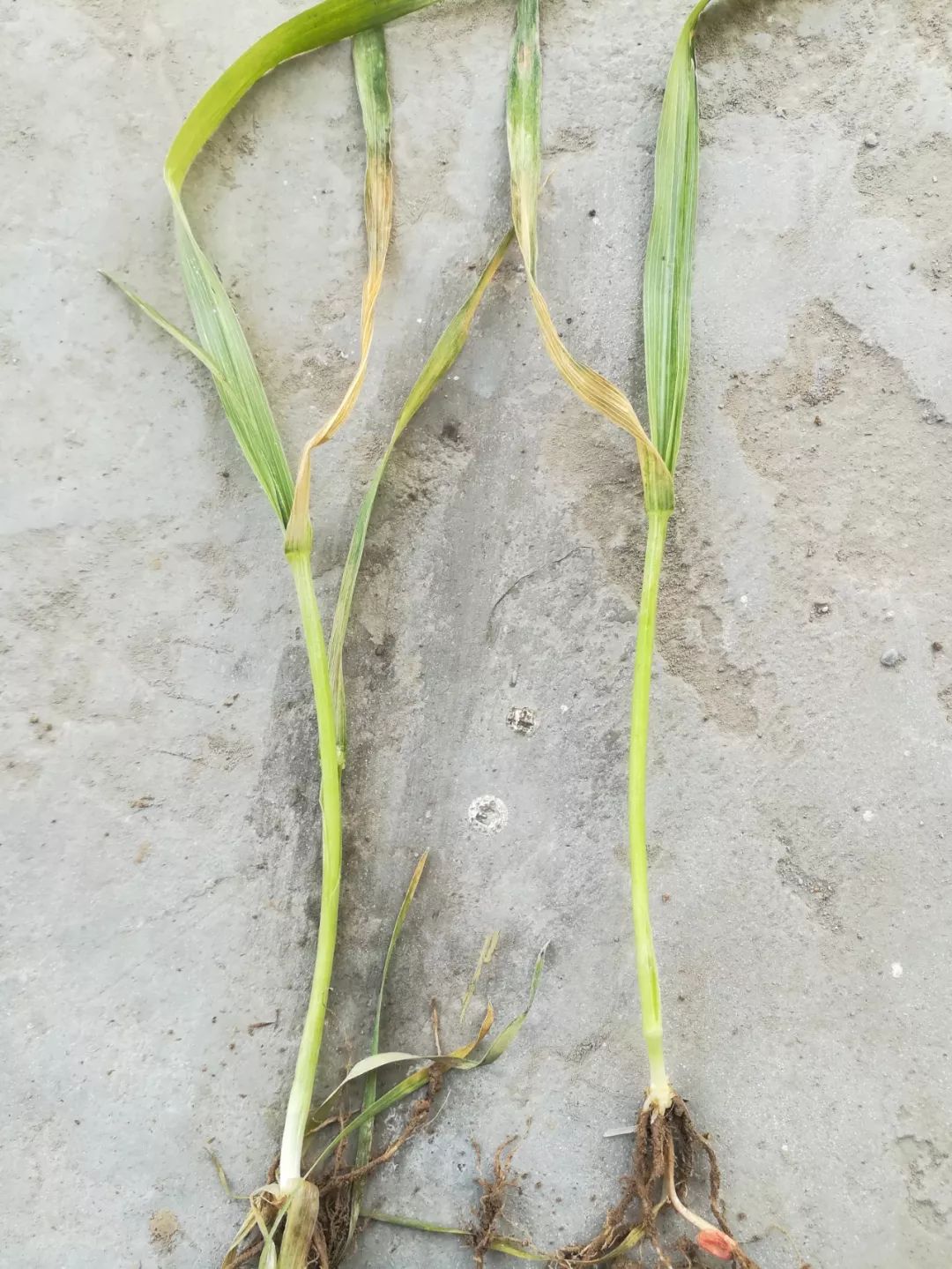 多地小麦出现发黄枯死现象,近期小麦发黄的原因怎么补救