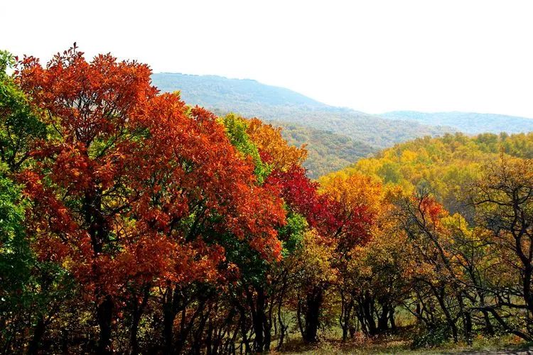 巴林左旗城市全景,巴林左旗市