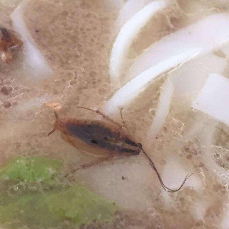 南宁女子外卖吃小蟑螂后续,外卖里面吃出蟑螂商家态度恶劣