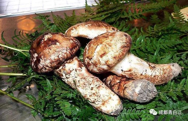 青白江的小伙伴们看过来！携手甘孜九龙，乐购别样年货！