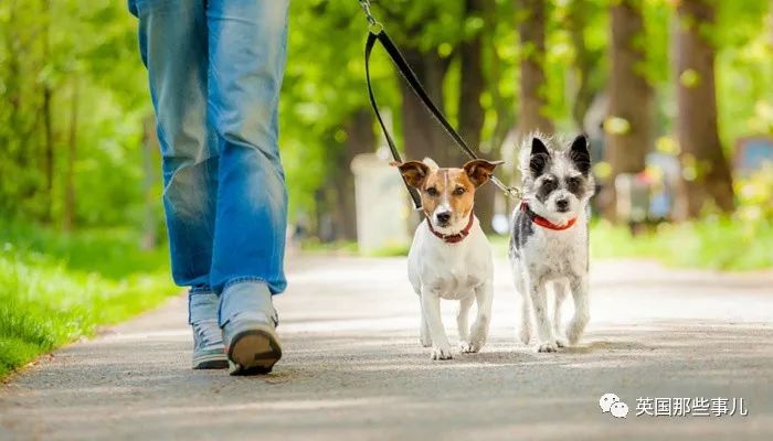 如何劝遛狗不铲屎的人铲屎,遛狗不铲屎有权打狗吗