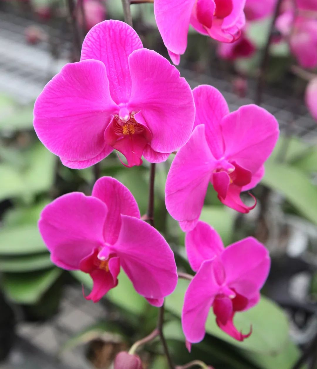 喜庆年宵花,盘点最受欢迎的十大年宵花