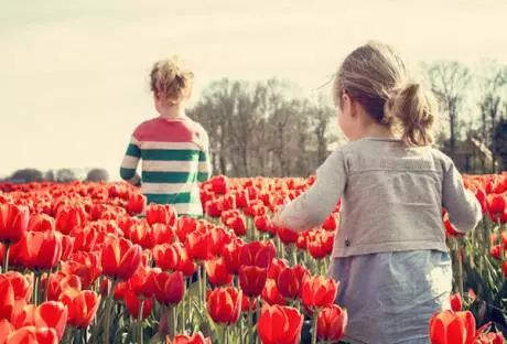 走进荷兰“花花世界”，五大赏花攻略总有一款适合您！骑行/直升机，逛花园花田，跟着花农的脚步走过这个春天