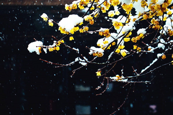 岁寒三友诗句松竹梅,关于梅兰竹菊和岁寒三友的诗句