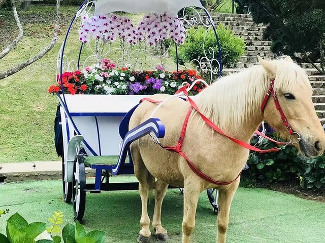 越南介绍媳妇到中国需要避哪些坑,普吉岛自由行攻略