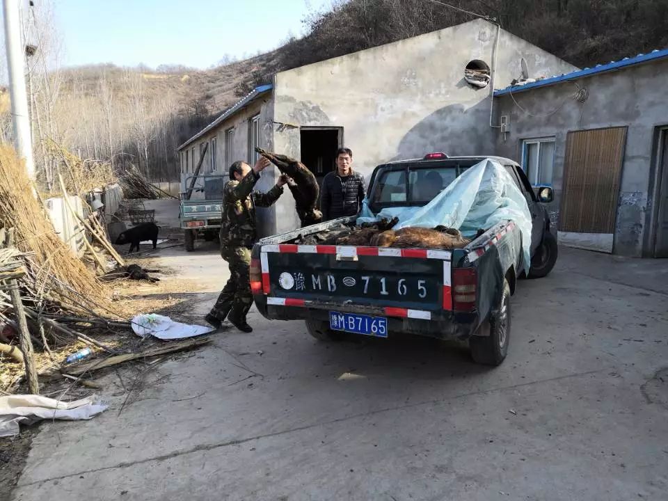 雏鹰农牧最新处理消息,河南雏鹰农牧最新消息