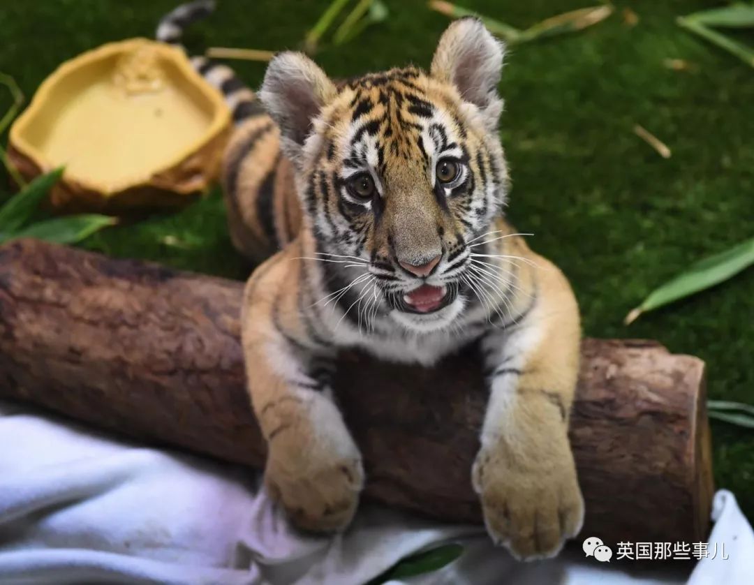 野生大熊猫凶残的一面蜜袋鼯,蜜袋鼯和龙猫哪个寿命比较长