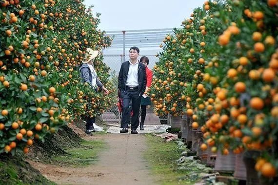 港女有话说|赛马、舞狮、逛年宵市场……春节假期到香港玩点啥?