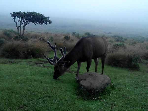 斯里兰卡是一个好地方,探访斯里兰卡之旅