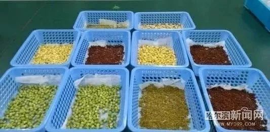 冰城新型芽苗菜,花生芽萝卜苗豌豆苗成餐桌新宠