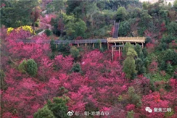 福建三明看樱花的地方,三明樱花在哪里