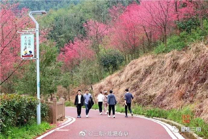 福建三明看樱花的地方,三明樱花在哪里