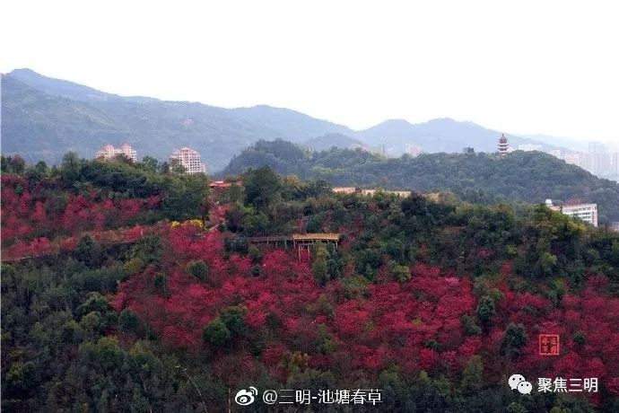 福建三明看樱花的地方,三明樱花在哪里
