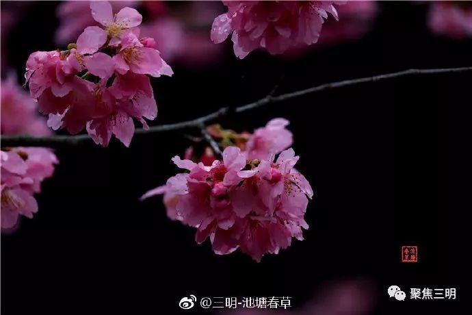 福建三明看樱花的地方,三明樱花在哪里