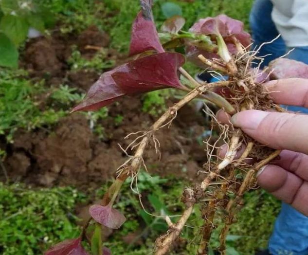 贵阳不光折耳根还有很多美食,贵阳美食里有特色米饭