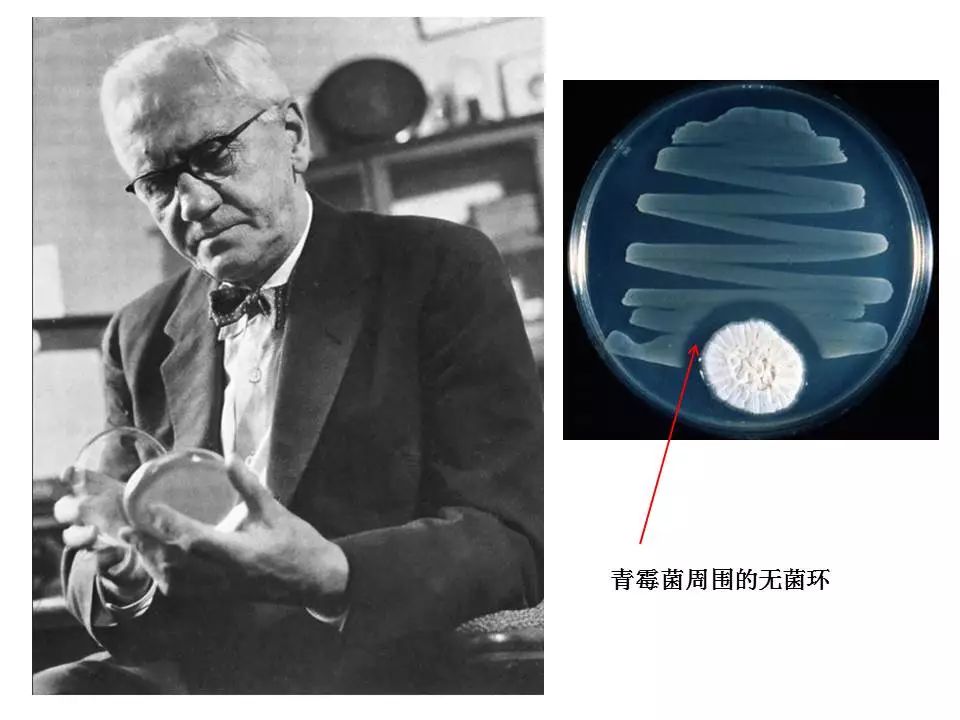 青霉素二战是干什么用的,青霉素成二战很受欢迎的发明