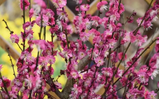 假期没玩够文旅,春节假期没有好好享受