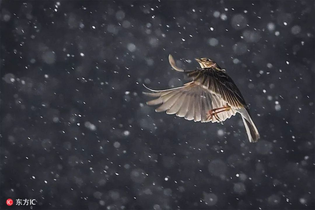 钟振彬：在俄罗斯，我真的拼了命｜东方IC摄影师自选辑