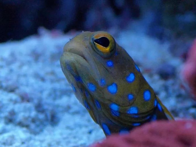 玩SPS，就像炒鸡蛋！