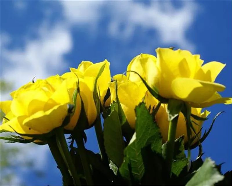 情人节浪漫仪式感玫瑰花,浪漫情人节甜蜜献礼