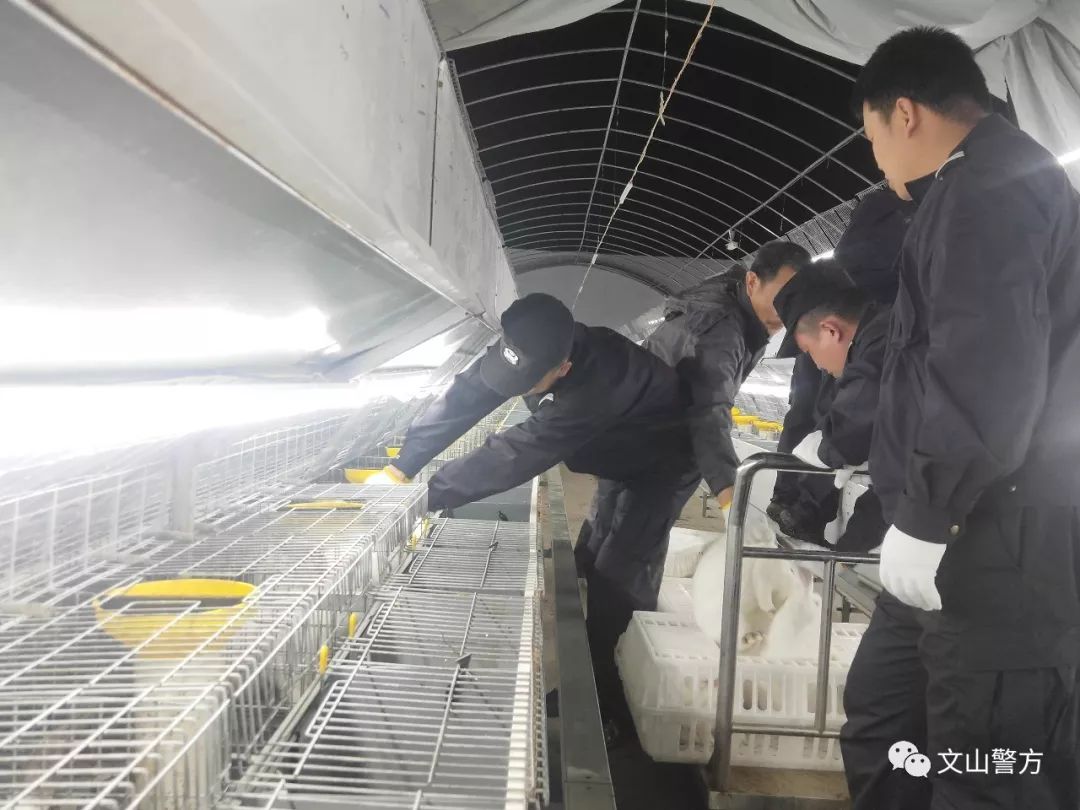 「基层一线」暴雨来袭民警紧急转移4000只兔子为群众挽回经济损失近百万元