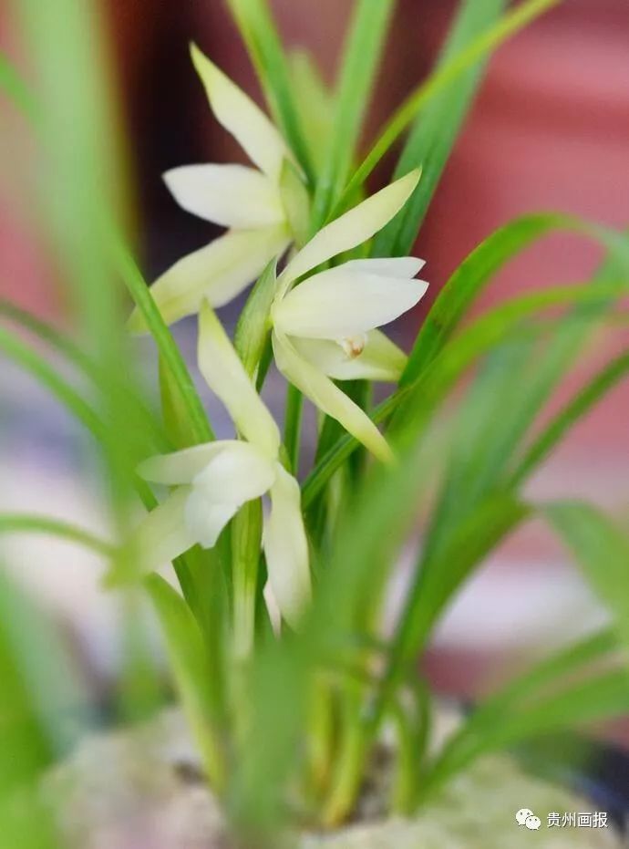 关于兰花的唯美意境诗句,关于兰花香溢的唯美诗句