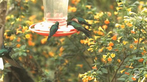 你见过企鹅破壳的瞬间吗,你见过企鹅下蛋吗