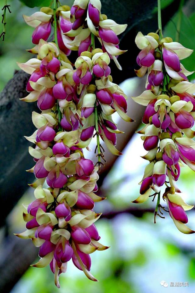 七星岩禾仙岛黄花铃木,七星岩黄花风铃四季变化