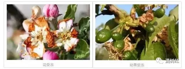 寡妇年真的有倒春寒吗,2019年是不是寡妇年