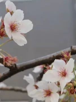 九州福冈樱花,九州樱花季旅游