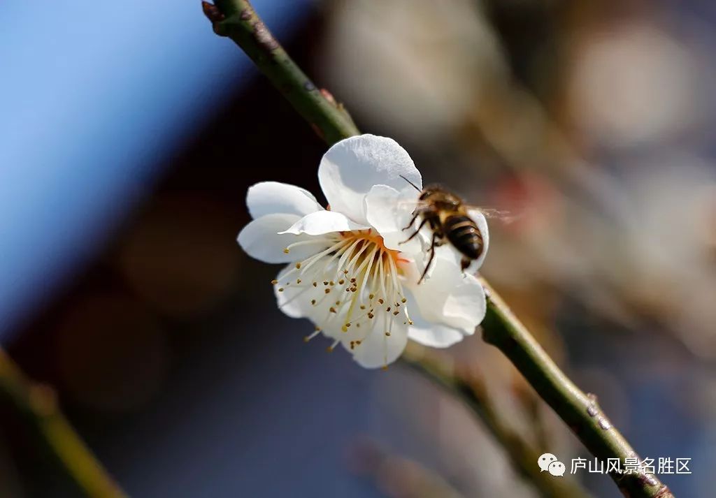 四月中旬的庐山,四月庐山是什么样的