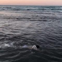 泰山腹肌小孩,五岁小孩儿8块腹肌