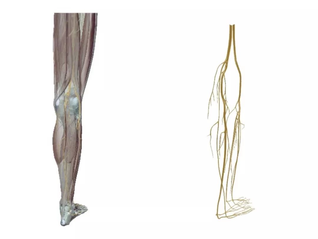 神经阻滞针打一针和打三针的区别,神经阻滞打一针多少钱