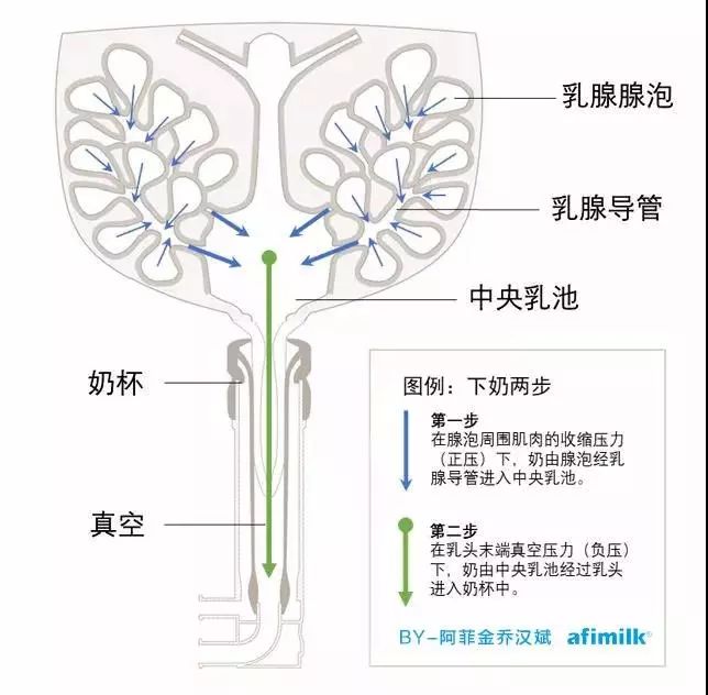 挤奶曲线解读（上）：到底什么是好的挤奶流程，挤奶曲线说了算
