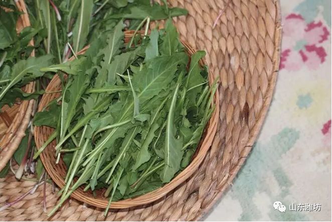 春天吃什么野菜补血最快,春天吃什么野菜下火最多