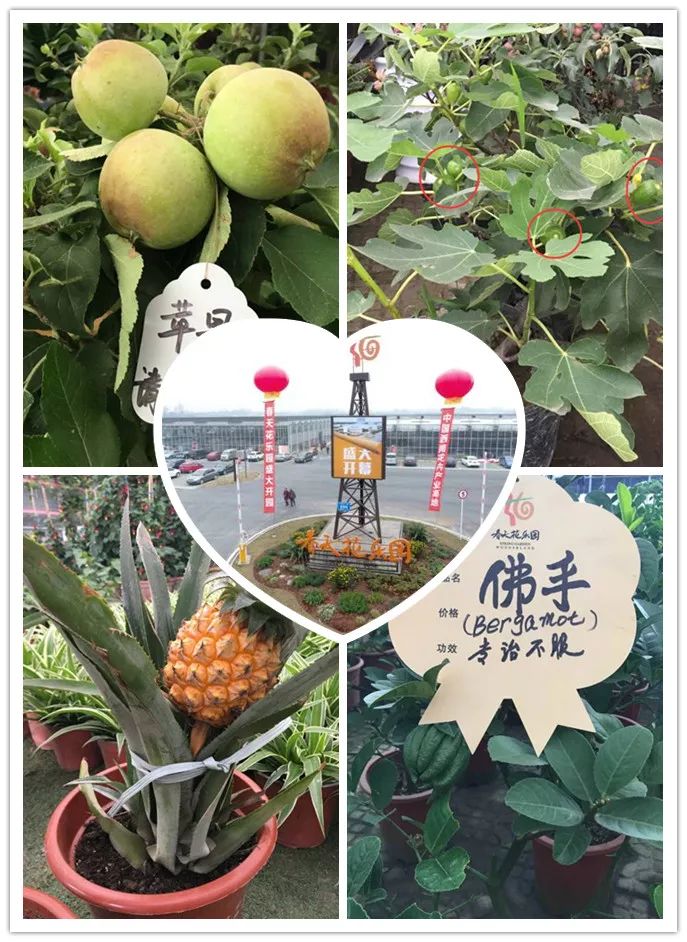 今年的花市在哪里逛,周末去花市买花