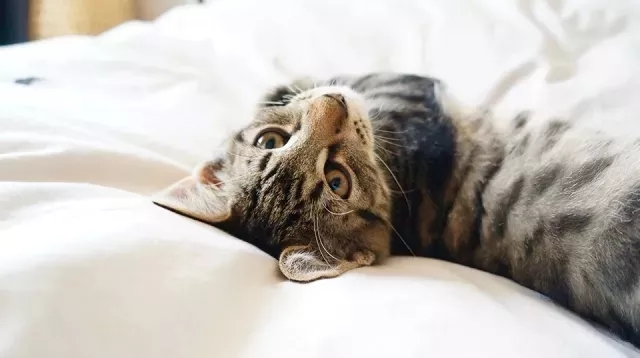 空港代表什么意思,机场行李不会错拿吗