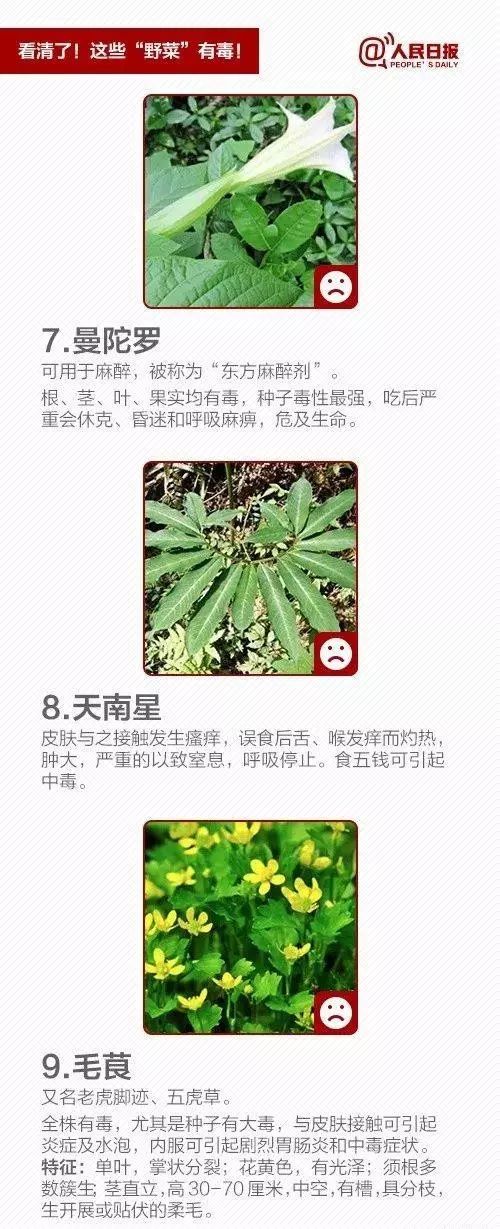 宿州野菜,挖野菜的视频火了