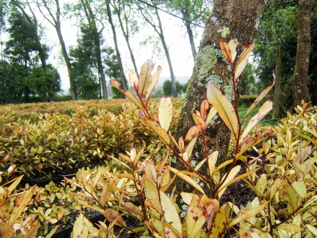 正品脚气脚臭杀菌止痒软膏,脚气克星脚气膏