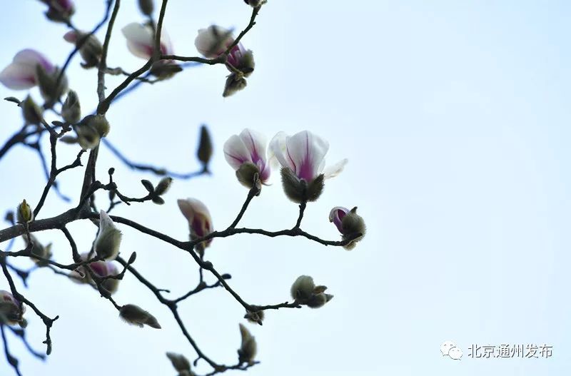 美得不像话！通州玉兰花开早腊梅绽放报春来