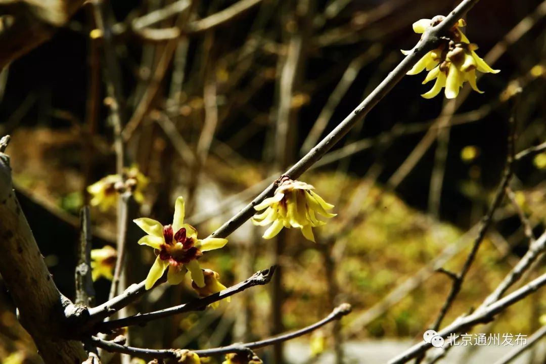 美得不像话！通州玉兰花开早腊梅绽放报春来