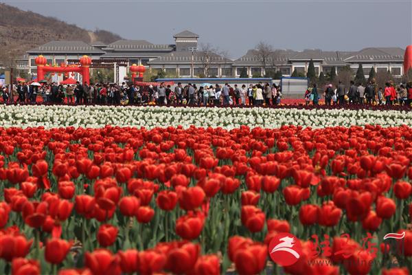 温泉小镇郁金香,郁金香的温泉小镇