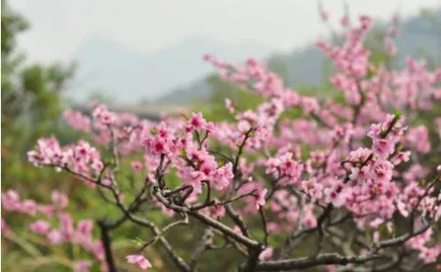 咸宁市赏花景点有哪些景区,诗意踏青春暖花开